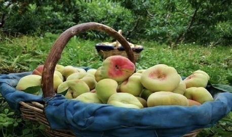 新疆蟠桃爆料事件视频,真相与争议交织  第2张