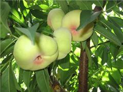 新疆蟠桃爆料事件视频,真相与争议交织  第3张