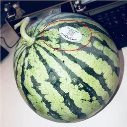 网红吃瓜头像图片大全,趣味横生的表情包盛宴 第2张 网红吃瓜头像图片大全,趣味横生的表情包盛宴 第2张