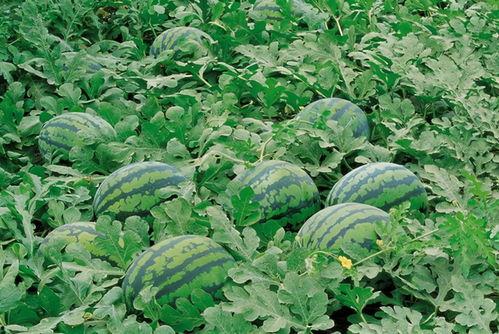 武都网红吃瓜群微信,揭秘网络红人背后的故事与八卦  第1张