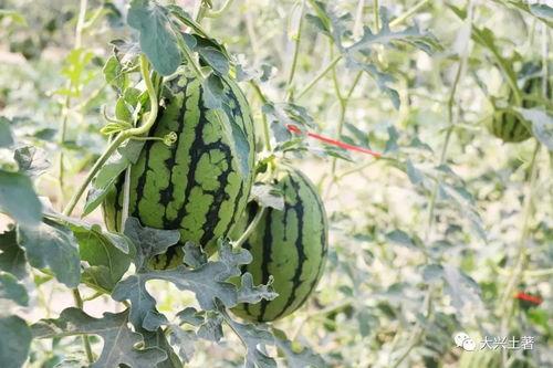 近期网红吃瓜视频,揭秘娱乐圈最新热点事件 第3张 近期网红吃瓜视频,揭秘娱乐圈最新热点事件 第3张