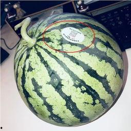 2020年吃瓜网红,网络风云变幻，谁主沉浮？