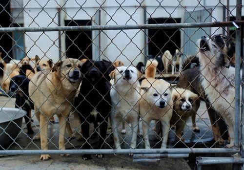 济南骑狗大队爆料视频曝光,视频揭露惊人一幕  第3张